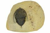 Bargain, Zlichovaspis Trilobite - Atchana, Morocco #137279-1